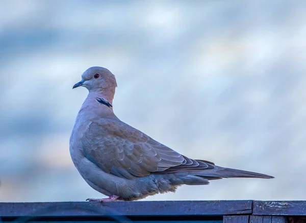 Close Peaceful Collared Dove Garden — Stock Photo, Image