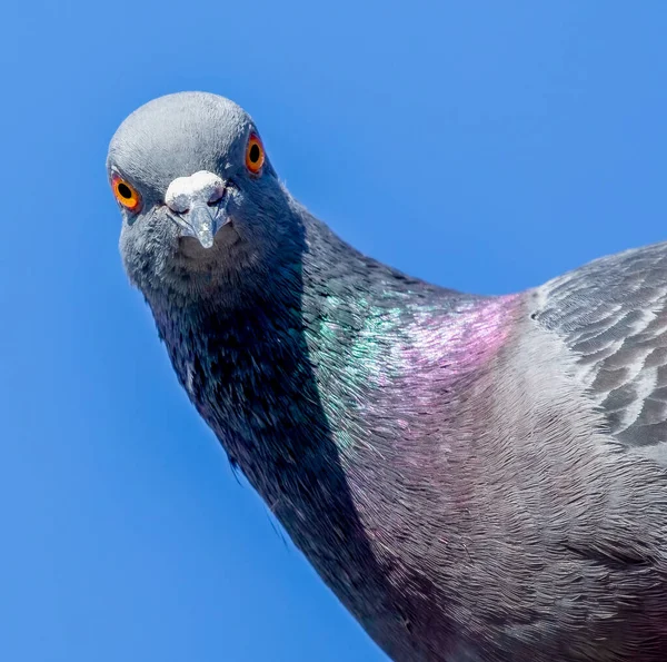 Korkak Güvercin Seni Yakından Izliyor — Stok fotoğraf