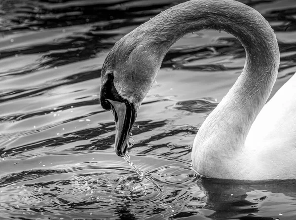 Красивый Черно Белый Крупный План Лебедя Мута Плавающего Воде Озере — стоковое фото