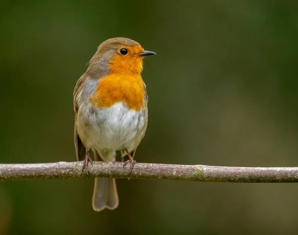 Robin Red Breast Branch — Stock Photo, Image