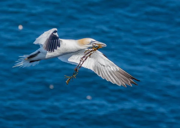 Northern Gannet Cliff — Stock Photo, Image