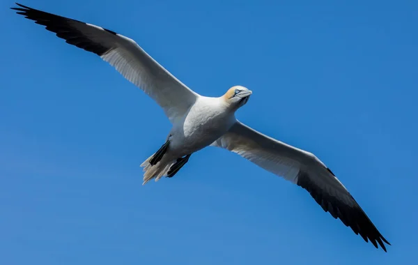 Northern Gannet Cliff — Stock Photo, Image