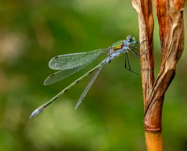 Dragonfly Damselfly Leaf Resting Sunshine — Fotografia de Stock