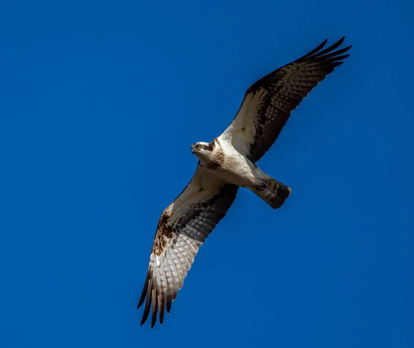 Ein Fischadler Fliegt Den Blauen Himmel — Stockfoto