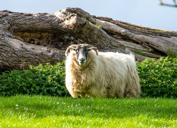 Ein Widder Schafe Mit Großen Hörnern Auf Der Weide Der — Stockfoto