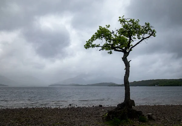 Prêt Chêne Sur Loch Lomond — Photo