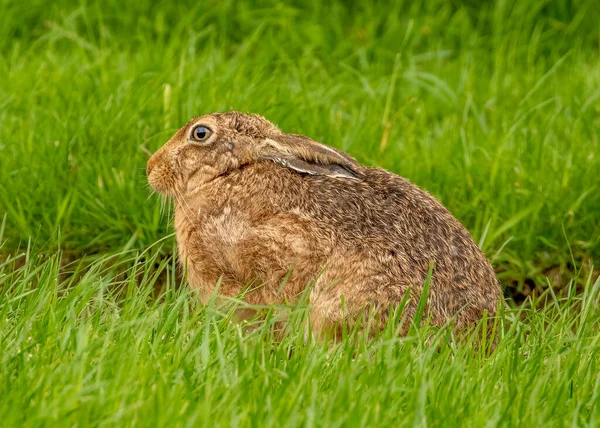 Brown Hare Hiding Grass — Stock Photo, Image