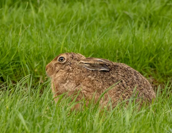 Brown Kelinci Bersembunyi Rumput — Stok Foto