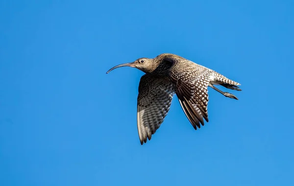 Curlew Flight Blue Sky — Stock Photo, Image