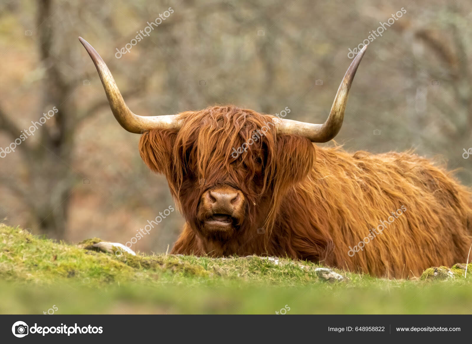 Finding Scotland's Grazing Highland Coos