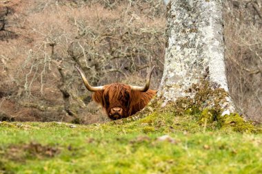 İskoçya sığırı, hayvan, İskoçya otlayan ve kameraya bakan dağ ineği. 