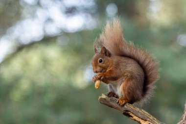 Kızıl sincap fındık yemek bir ağaç üzerinde