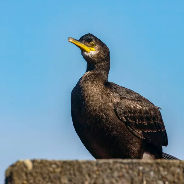Nahaufnahme Eines Shag Seevogels Der Auf Einer Hafenmauer Steht — Stockfoto