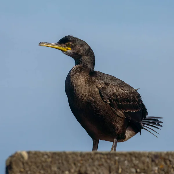 Nahaufnahme Eines Shag Seevogels Der Auf Einer Hafenmauer Steht — Stockfoto