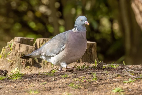 Pigeon Des Bois Quête Nourriture Dans Les Sous Bois Gros — Photo