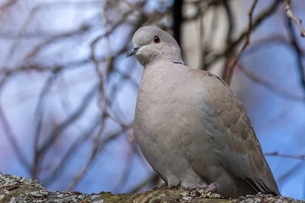 Oiseau Colombe Collier Paisible Est Assis Sur Une Branche Arbre — Photo