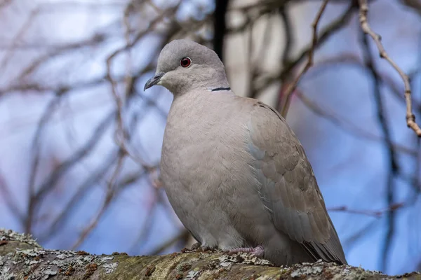 Oiseau Colombe Collier Paisible Est Assis Sur Une Branche Arbre — Photo