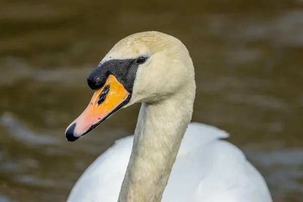 Красивый Белый Немой Лебедь Портрет Озере — стоковое фото