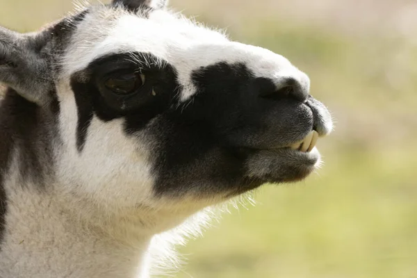 Closeup Shot Cute Black White Llama — Stock Photo, Image
