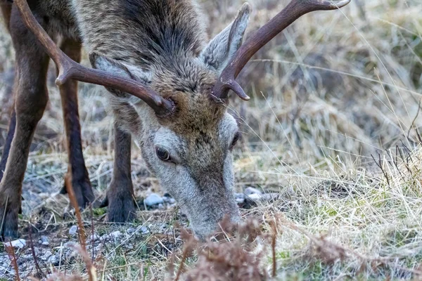苏格兰高地一只年轻的红鹿吃石南花的特写镜头 — 图库照片