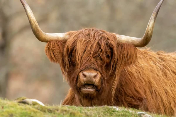Skoçya Sığırı Hayvan Skoçya Otlayan Kameraya Bakan Dağ Ineği — Stok fotoğraf