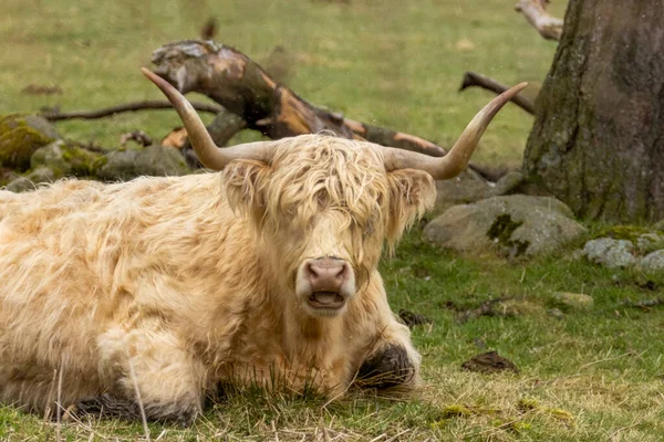 Närbild Vit Lurvig Skotsk Höglandsko Med Stora Horn Liggande Betesmark — Stockfoto