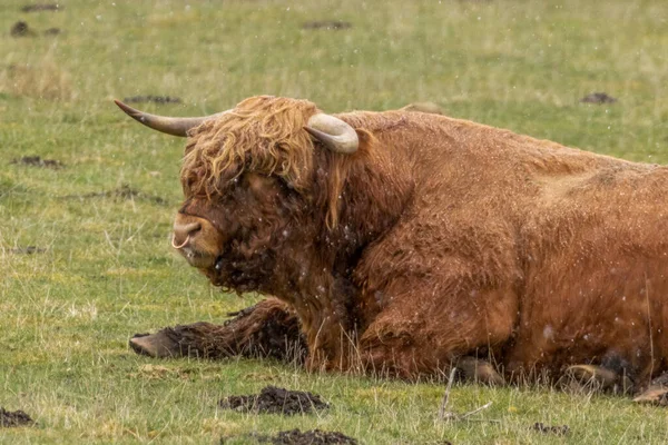 Highland cow lying in a field in the Scottish highlands with snow falling