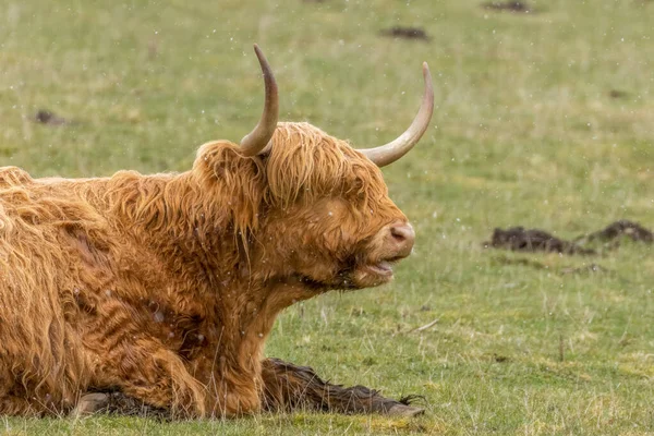 Highland Ligger Ett Fält Skotska Höglandet Med Snö Faller — Stockfoto