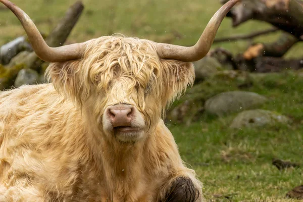 Close Branco Peludo Escocês Vaca Highland Com Grandes Chifres Deitado — Fotografia de Stock