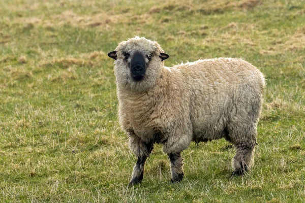 Schafe Grasen Auf Der Weide — Stockfoto
