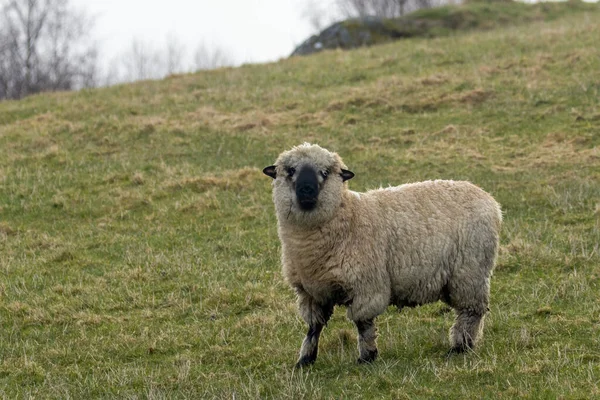 カナダ ヨーロッパ 羊の群れを連れた緑の草原にいる若い子羊は — ストック写真