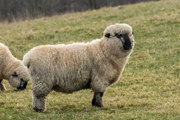 Nahaufnahme Porträt Junger Süßer Schafe Auf Einer Grünen Wiese — Stockfoto