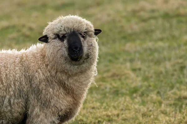Schafe Auf Der Grünen Weide Nutztiere Und Natur — Stockfoto