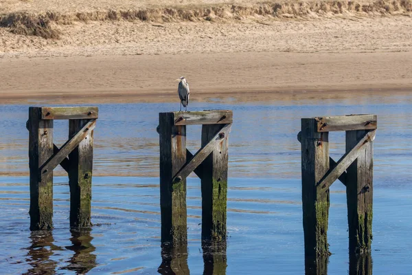 Grey Heron Standing Sunshine Old Wooden Bridge Support Beach — Stock Photo, Image