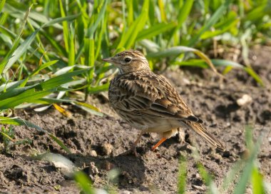 Güzel bir tarla kuşu yeşil bir çayırda çimlerin üzerinde oturuyor.