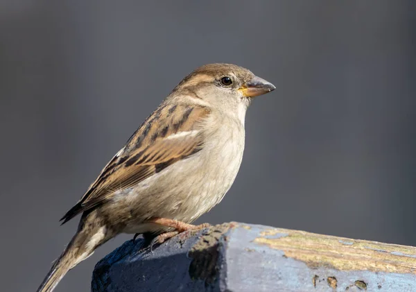 Male House Sparrow Sitting Wooden Fence — Stock Photo, Image