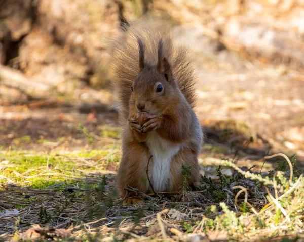 Beautiful Scottish Red Squirrel Forest Sunshine Spring Summer — Stock Photo, Image