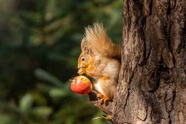 스코틀랜드붉은 다람쥐는 아름다운 나무의 아래서 사과를 균형을 있습니다 — 스톡 사진