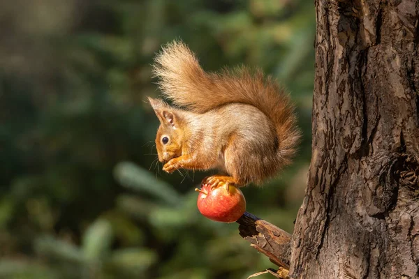 Szkocka Czerwona Wiewiórka Balansuje Czerwonym Jabłku Słońcu Drzewie Pięknym Zielonym — Zdjęcie stockowe