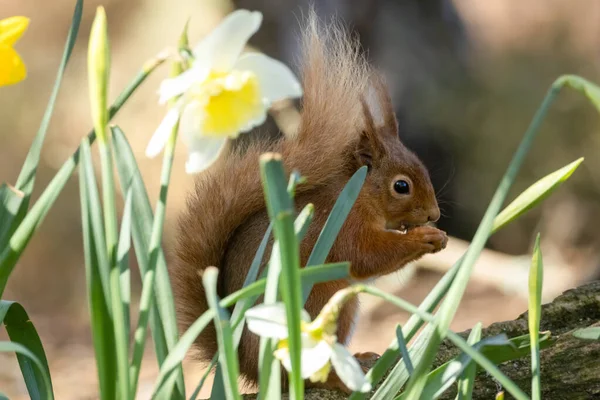 Beautiful Fluffy Scottish Red Squirrel Amongst Yellow Daffodil Flowers Sunshine — Stock Photo, Image