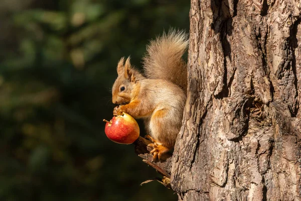 Escocês Esquilo Vermelho Está Comendo Equilibrando Uma Maçã Vermelha Sol — Fotografia de Stock
