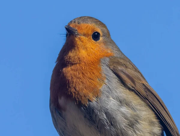 Krásný Robin Redbreast Pták Divoké Přírodě Krásnou Modrou Letní Oblohou — Stock fotografie
