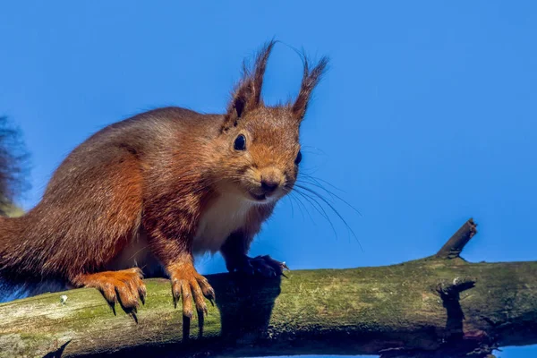 stock image scottish red squirrel in the forest on a branch looking down at the camera, curious squirrel with lovely bright blue sky background