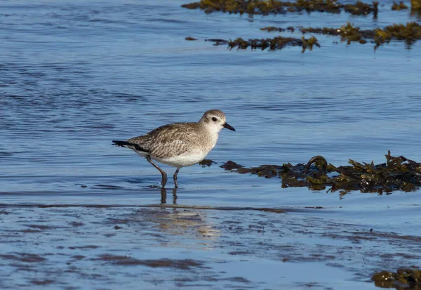 Grey, gray, plover on a shore line on the estuary in the water, wading and feeding in the seaweed in the sunshine.  Small wading bird