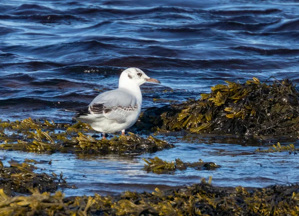 Little gull, the smallest gull in the world.  A very rainy and tiny gull in the water, river, estuary, shore line, feeding in the blue sea and the seaweed in the sunshine