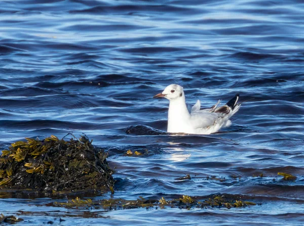 Little gull, the smallest gull in the world.  A very rainy and tiny gull in the water, river, estuary, shore line, feeding in the blue sea and the seaweed in the sunshine