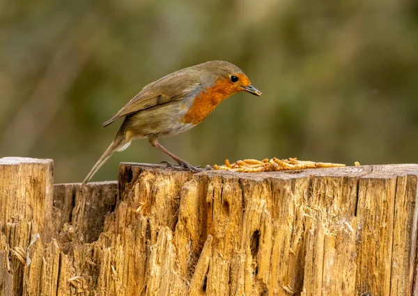 Robin Red Breast Feeding Mealworms Old Tree Stump Natural Green — Stock Photo, Image