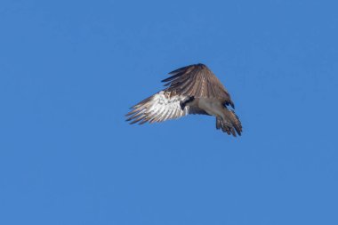 Güzel bir Osprey 'nin yakın çekimi. Mavi gökyüzünde uçan yırtıcı kuş. Bir balık avlamak için suya bakıyor.