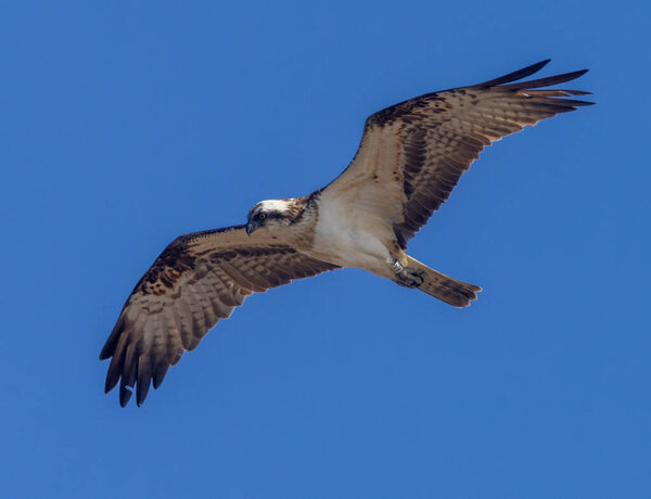 a closeup shot of a beautiful Osprey, raptor bird flying against blue sky looking at the water hunting for a fish