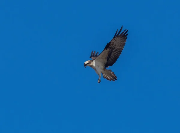 Nahaufnahme Eines Schönen Fischadlers Eines Greifvogels Der Gegen Den Blauen — Stockfoto